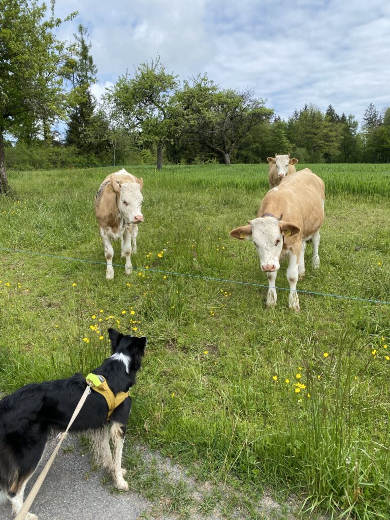 Border Collie fait la rencontre de vaches