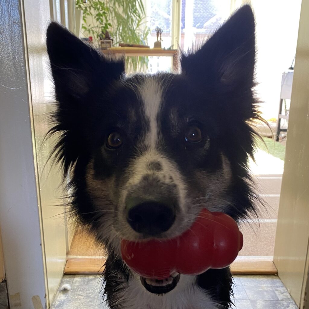 Border collie avec Jouet Kong pour chien